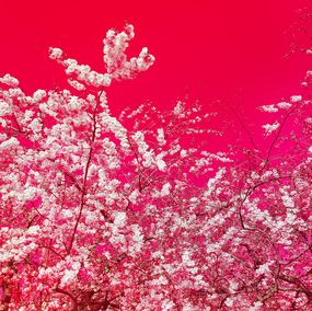 Photography, The colors of spring X, Viet Ha Tran